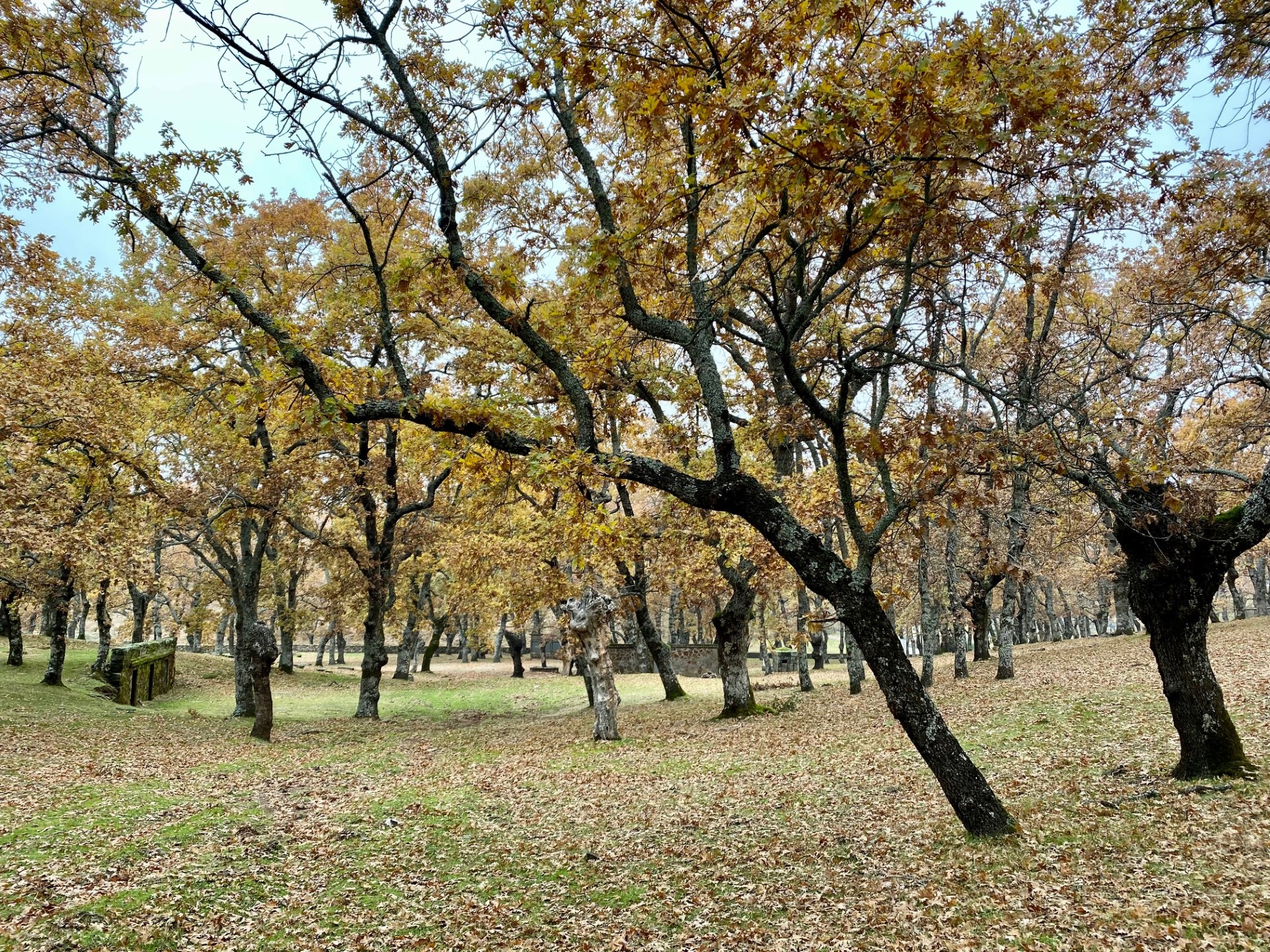 Robledal en otoño dentro del área recreativa