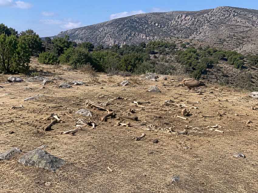 Restos óseos en el muladar